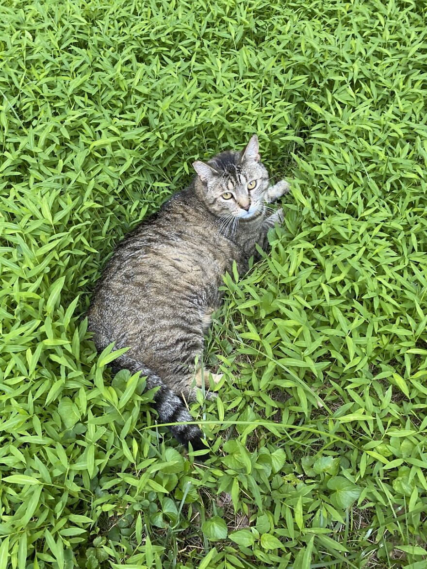 Rescue Cats Rescue Cats