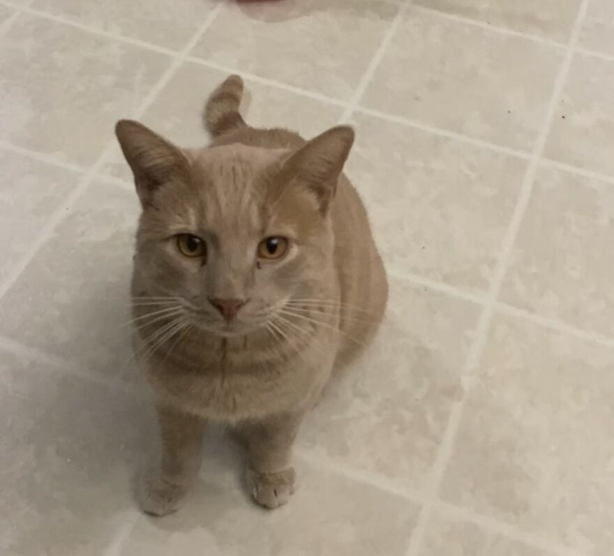 Rescue Cats Rescue Cats