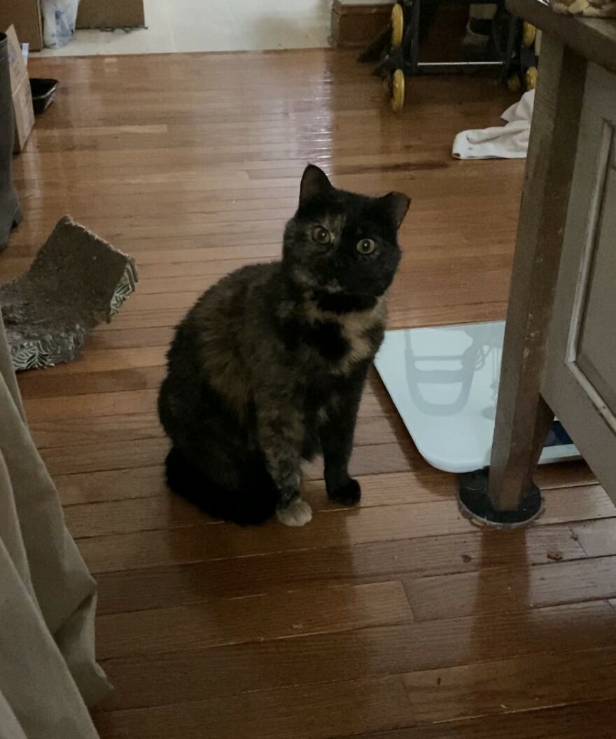 Rescue Cats Rescue Cats