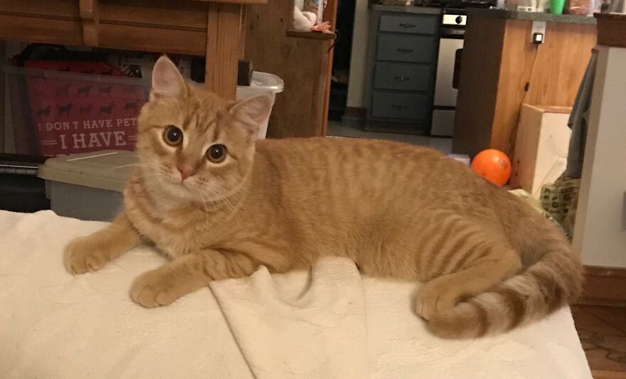 Rescue Cats Rescue Cats