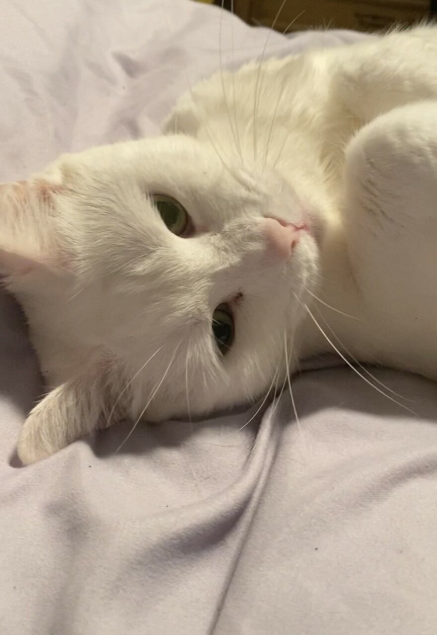 Rescue Cats Rescue Cats