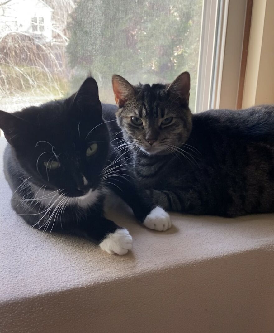 Rescue Cats Rescue Cats