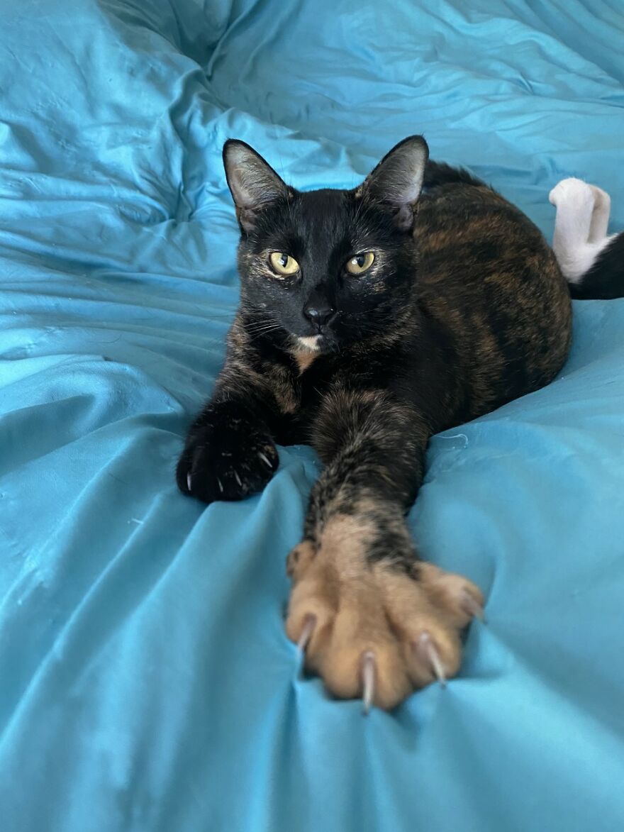 Rescue Cats Rescue Cats