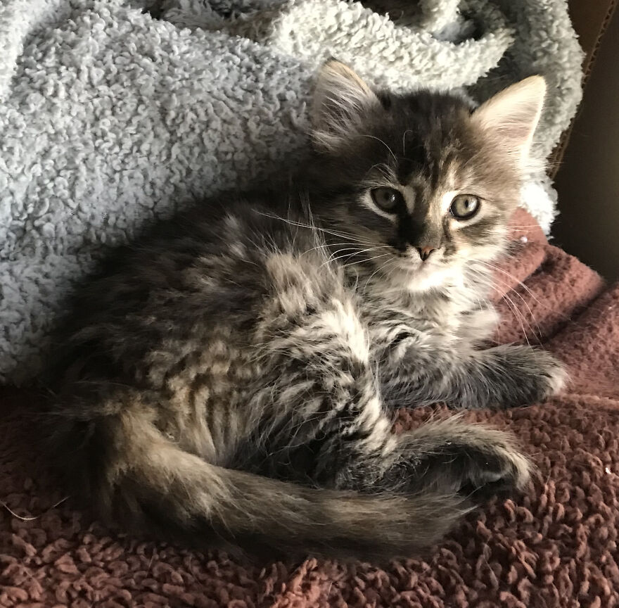 Rescue Cats Rescue Cats