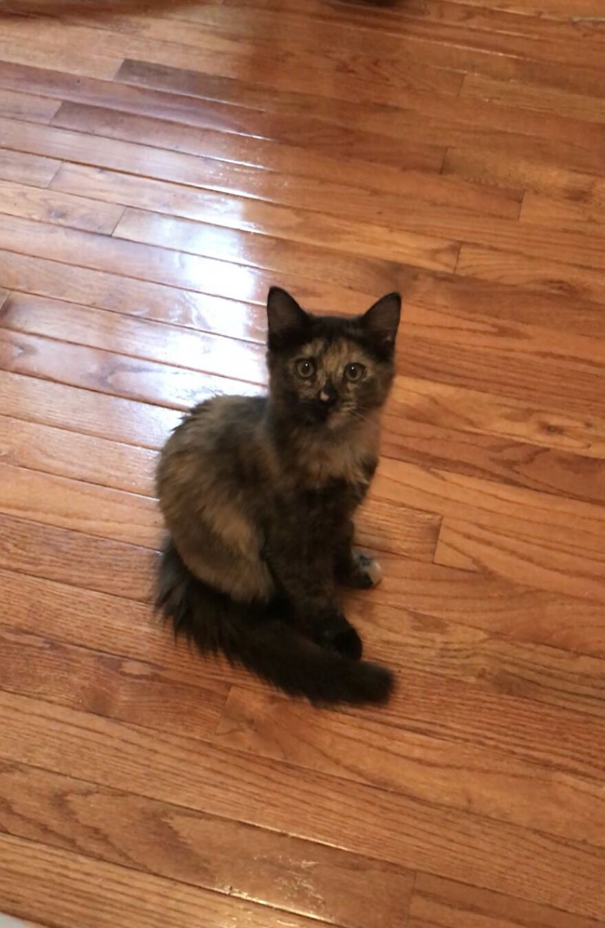 Rescue Cats Rescue Cats