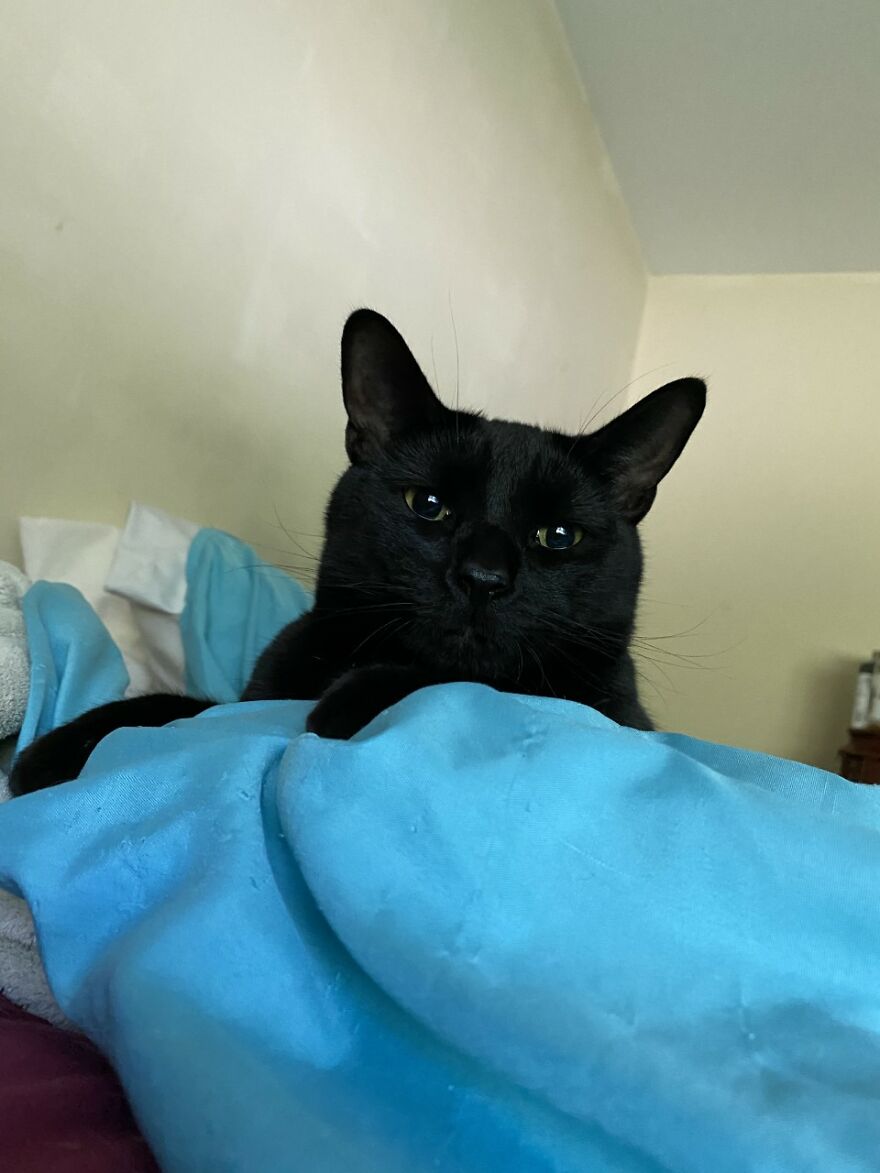 Rescue Cats Rescue Cats