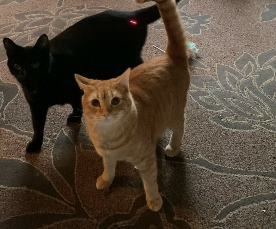 Rescue Cats Rescue Cats