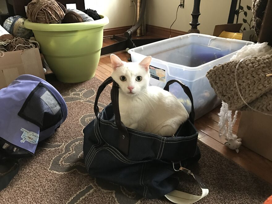 Rescue Cats Rescue Cats