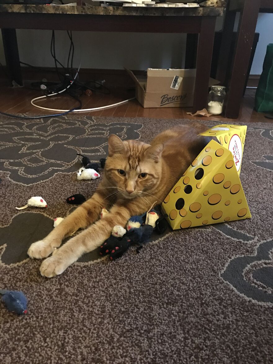 Rescue Cats Rescue Cats