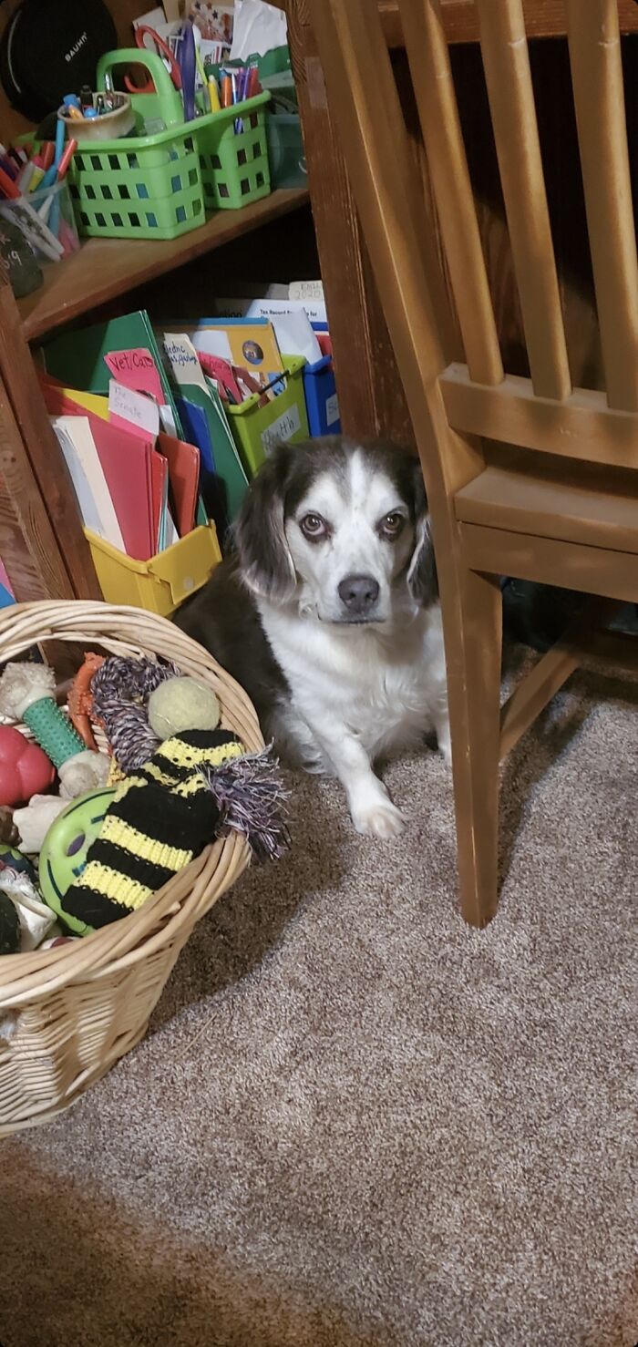 Bongo: "Who Me? I'm Innocent. It Was The Other Dog!"