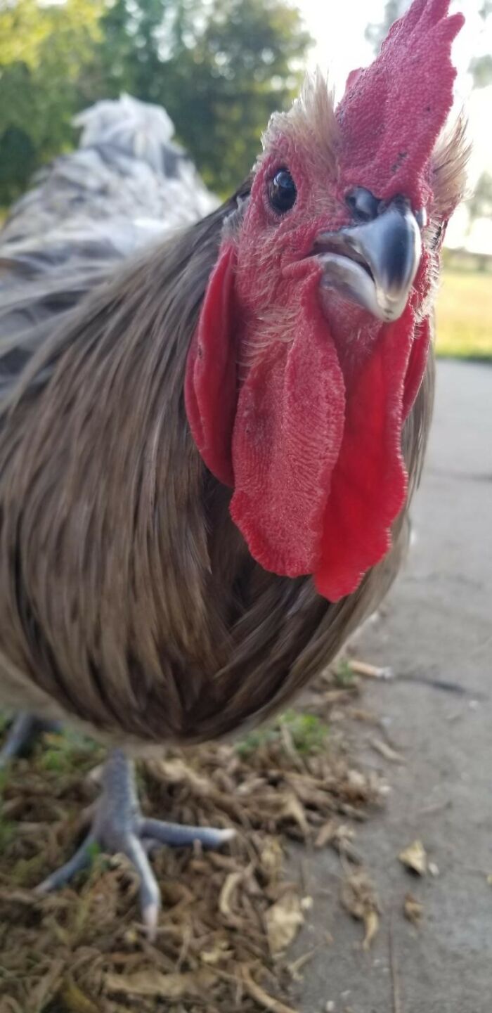 Rocket The Rooster!