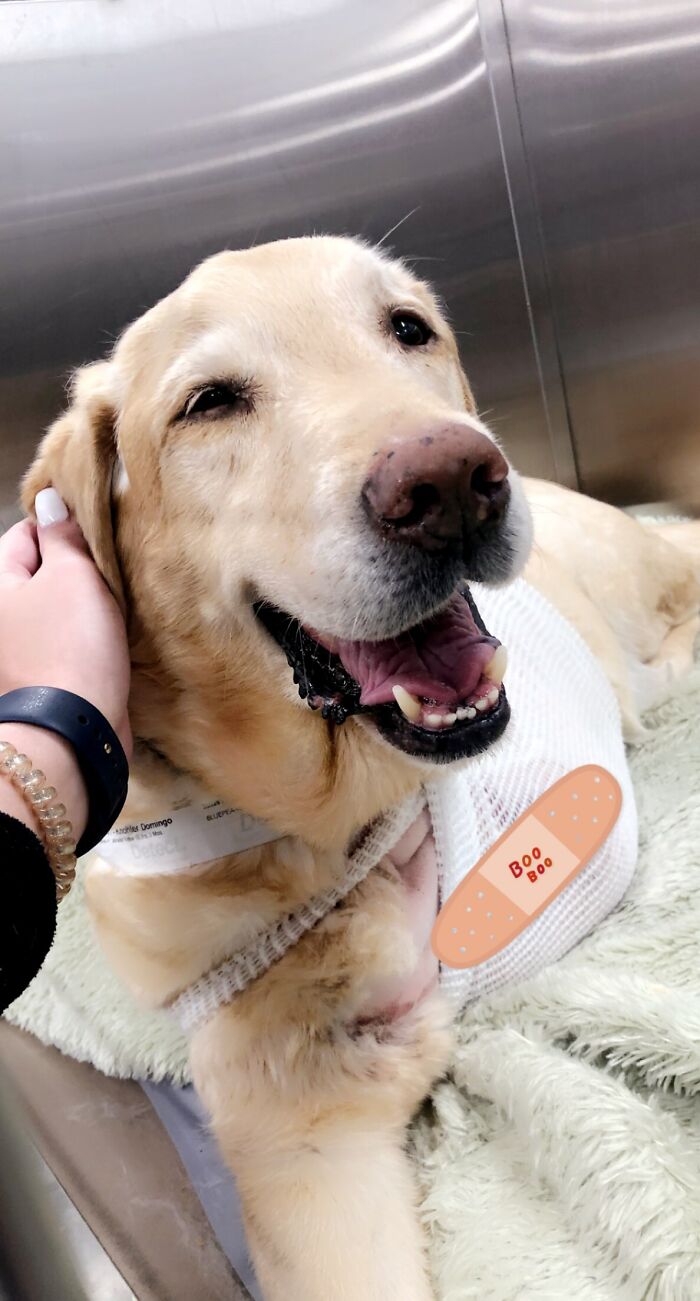 Got His Leg Amputated Due To Cancer And Still Smiling. A Real Good Boy