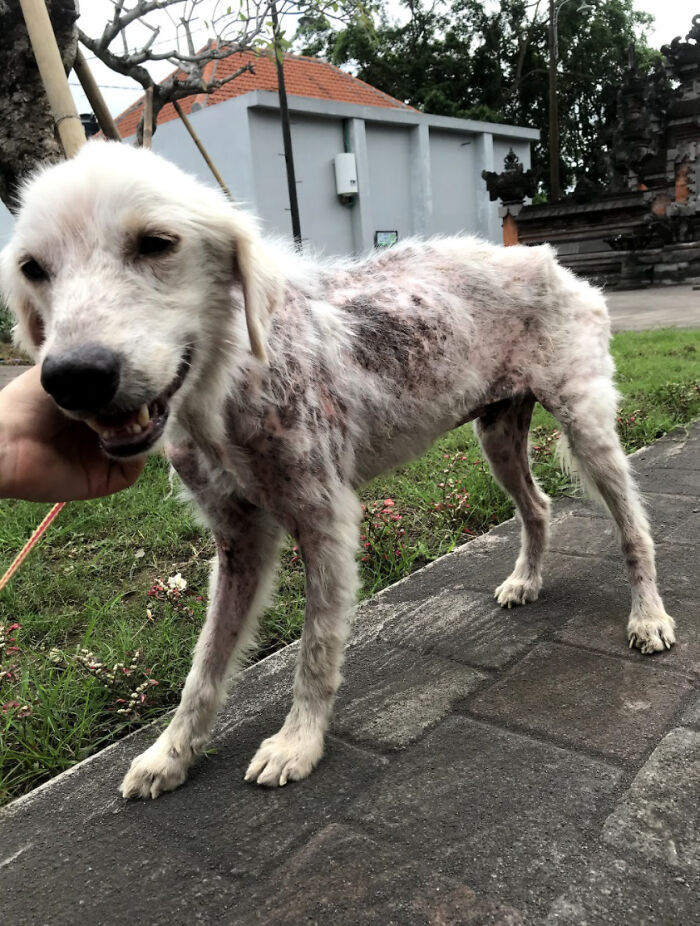 We Saved This Dog From Bad Conditions And Apparently, He’s A Golden Retriever