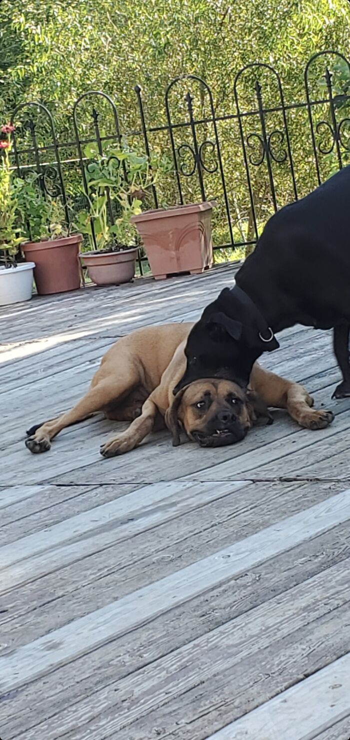 Lachlan The Boa Giving Panther A Love Bite
