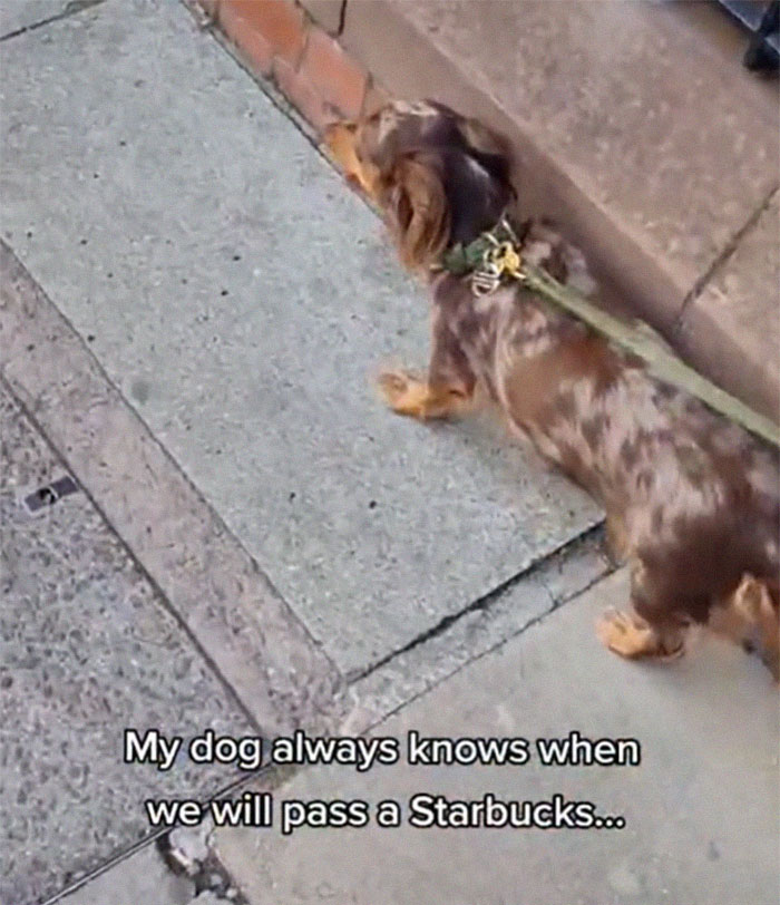 Spoiled Dog Only Eats Her Puppuccino From A Starbucks Cup