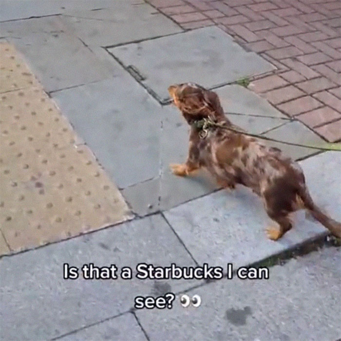 Can Dogs Go Into Starbucks
