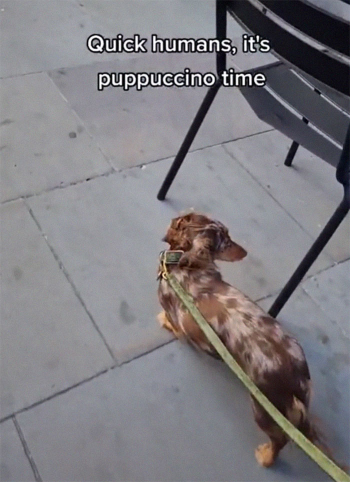 Spoiled Dog Only Eats Her Puppuccino From A Starbucks Cup