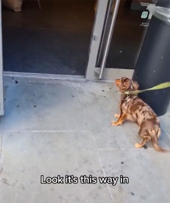 Spoiled Dog Only Eats Her Puppuccino From A Starbucks Cup