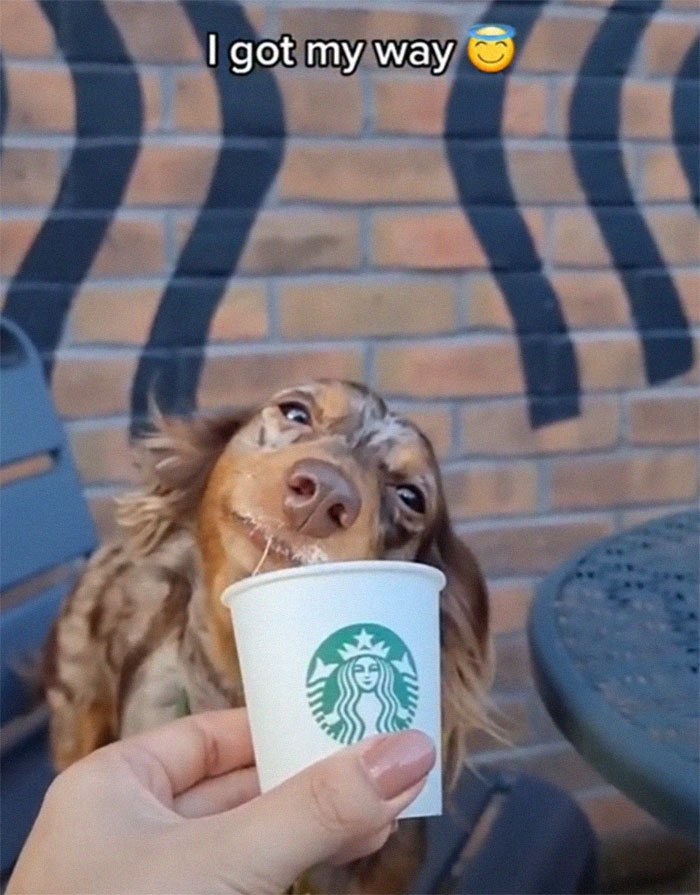 Spoiled Dog Only Eats Her Puppuccino From A Starbucks Cup