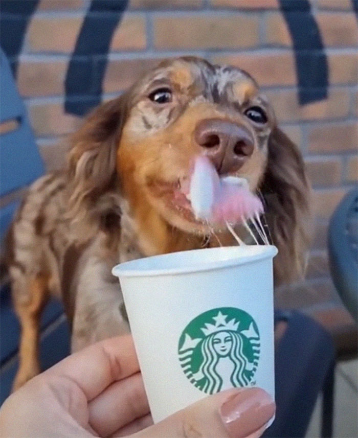 Spoiled Dog Only Eats Her Puppuccino From A Starbucks Cup