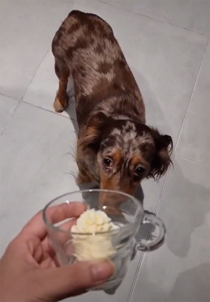 Spoiled Dog Only Eats Her Puppuccino From A Starbucks Cup