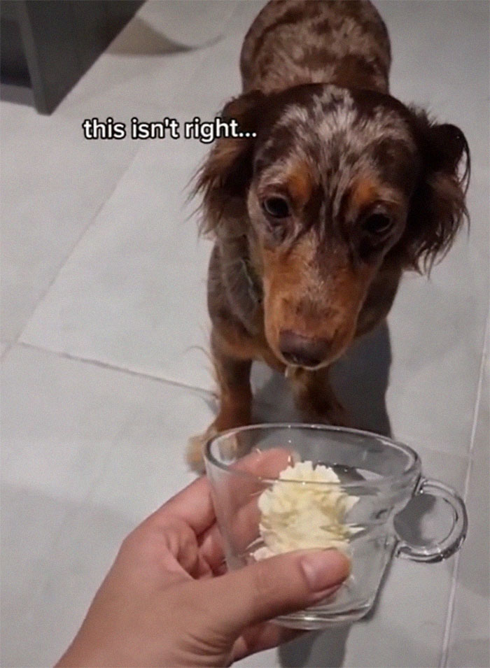 Spoiled Dog Only Eats Her Puppuccino From A Starbucks Cup