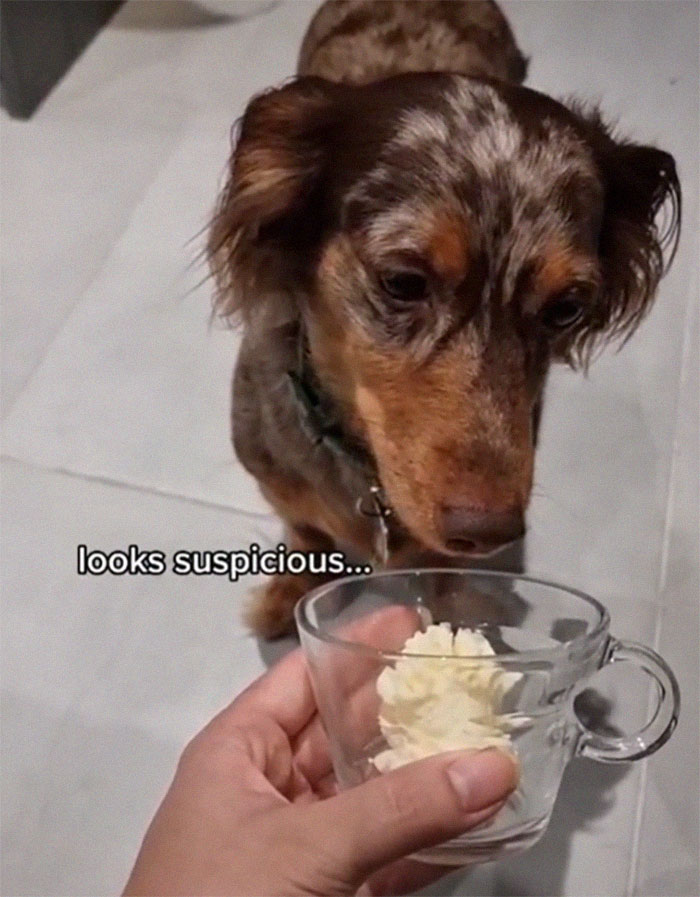 Spoiled Dog Only Eats Her Puppuccino From A Starbucks Cup