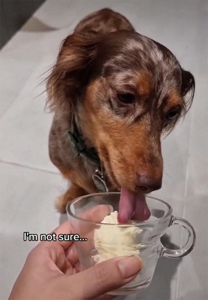 Spoiled Dog Only Eats Her Puppuccino From A Starbucks Cup