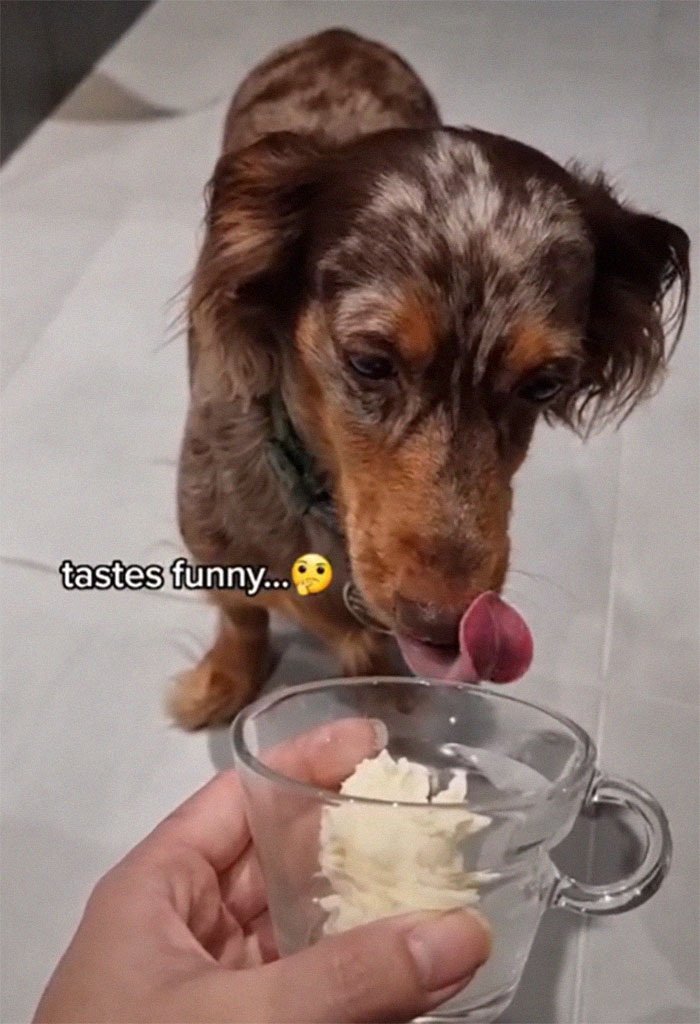 Spoiled Dog Only Eats Her Puppuccino From A Starbucks Cup