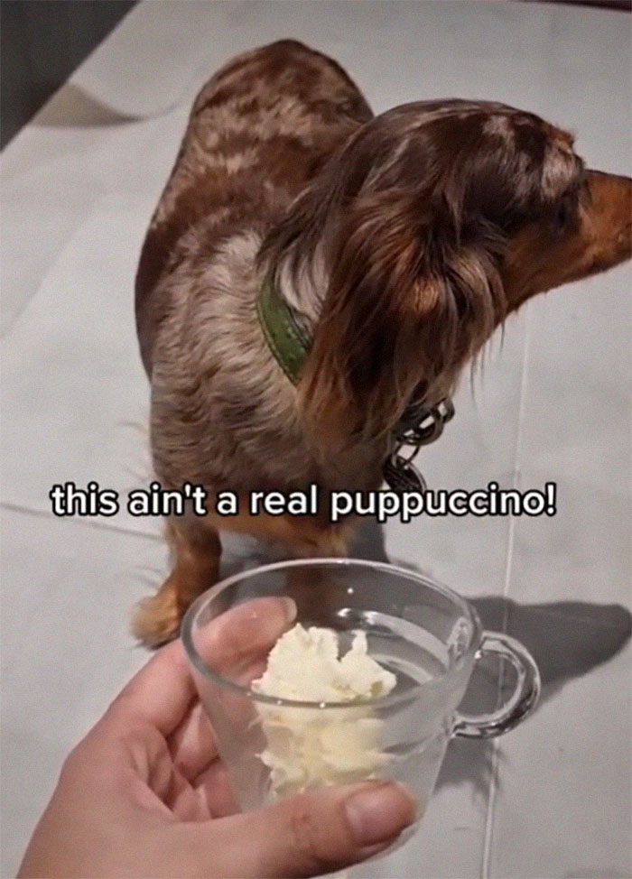 Spoiled Dog Only Eats Her Puppuccino From A Starbucks Cup