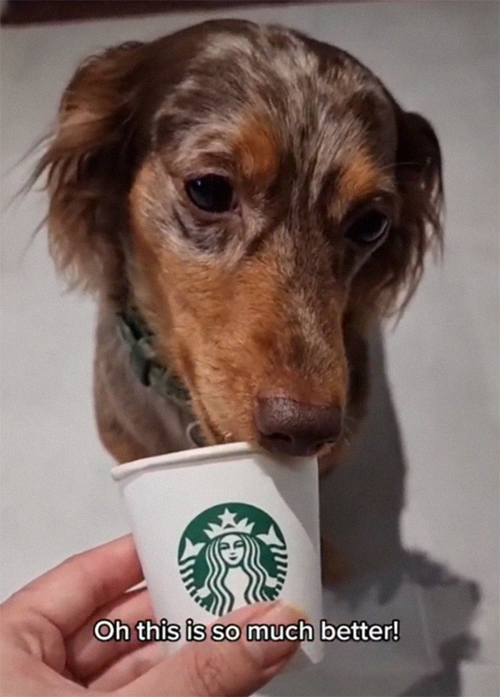 Spoiled Dog Only Eats Her Puppuccino From A Starbucks Cup