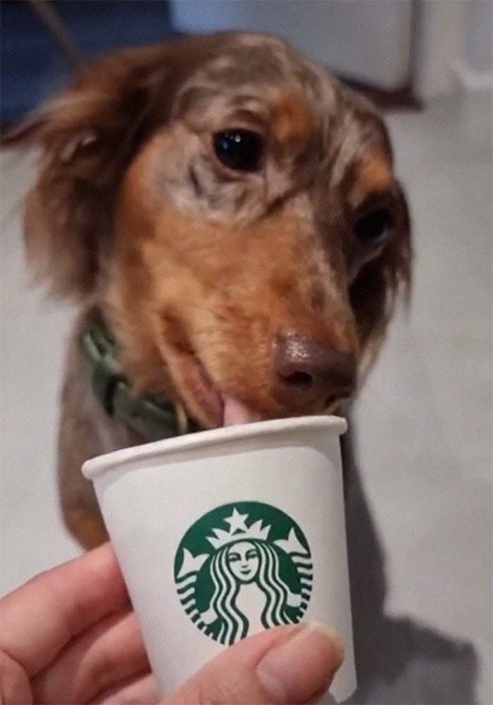 Spoiled Dog Only Eats Her Puppuccino From A Starbucks Cup