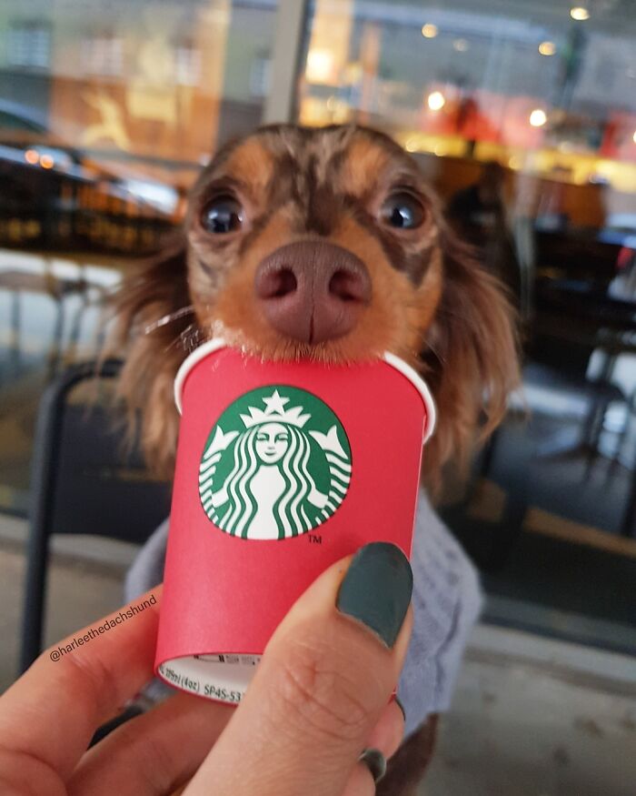 Spoiled Dog Only Eats Her Puppuccino From A Starbucks Cup