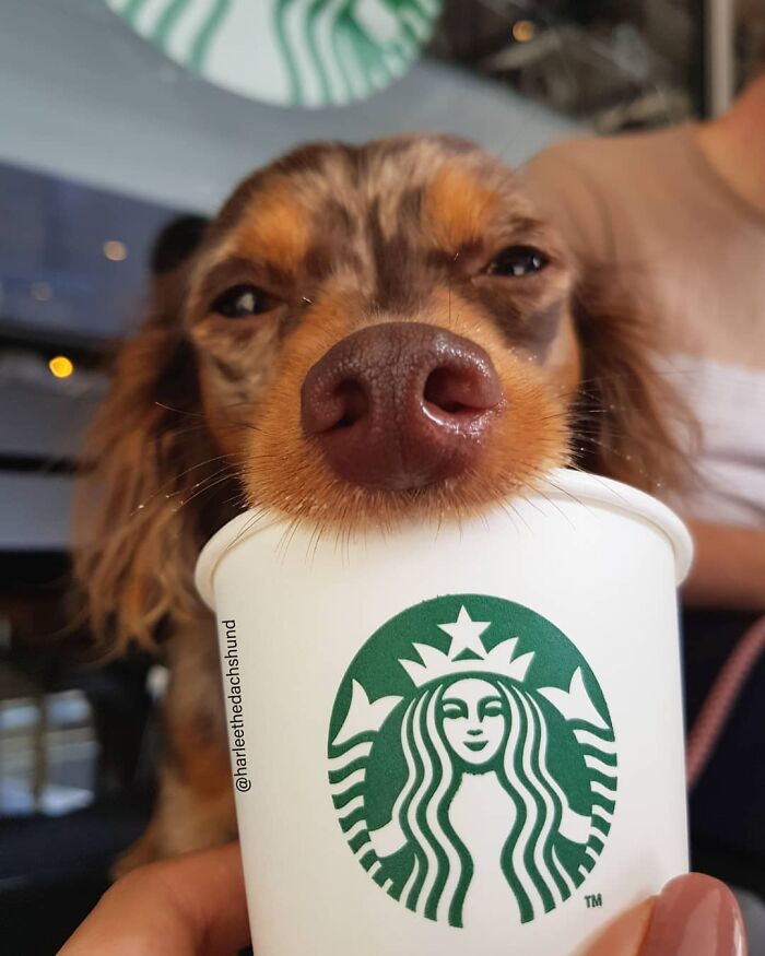 Spoiled Dog Only Eats Her Puppuccino From A Starbucks Cup
