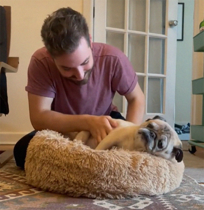 TikTok Video Of A Pug Being Way Too Lazy Goes Viral TikTok Video Of A Pug Being Way Too Lazy Goes Viral