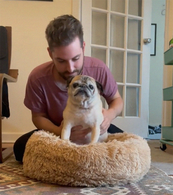 TikTok Video Of A Pug Being Way Too Lazy Goes Viral TikTok Video Of A Pug Being Way Too Lazy Goes Viral