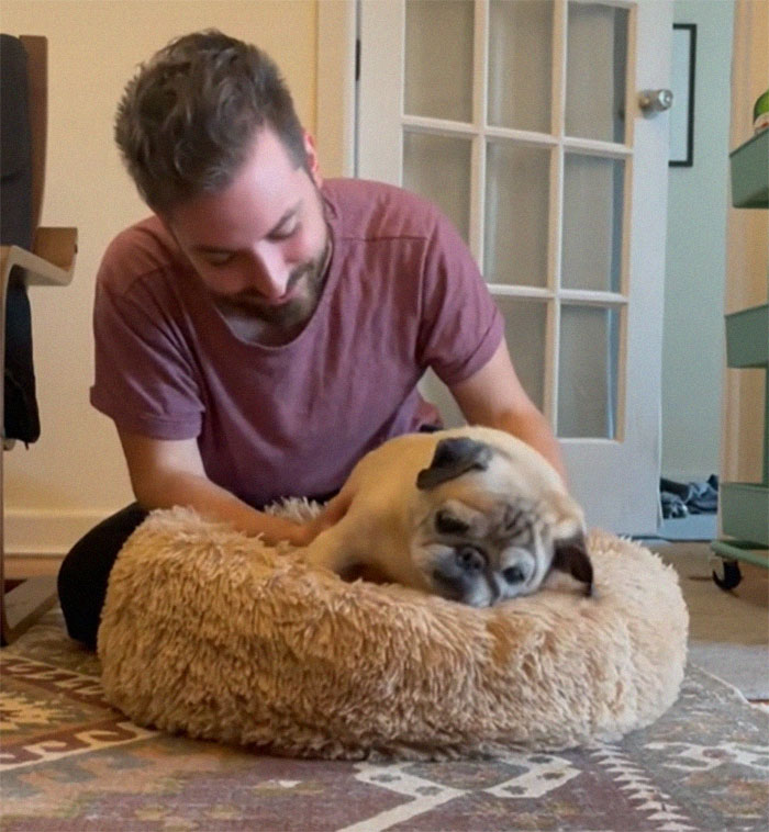 TikTok Video Of A Pug Being Way Too Lazy Goes Viral TikTok Video Of A Pug Being Way Too Lazy Goes Viral