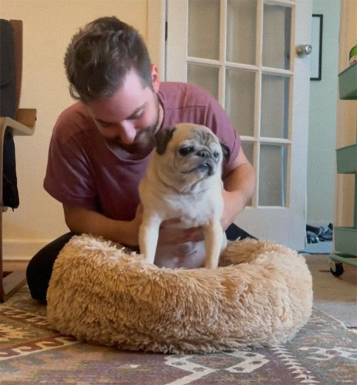 TikTok Video Of A Pug Being Way Too Lazy Goes Viral TikTok Video Of A Pug Being Way Too Lazy Goes Viral