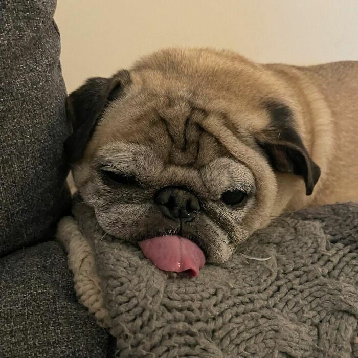 TikTok Video Of A Pug Being Way Too Lazy Goes Viral | Bored Panda