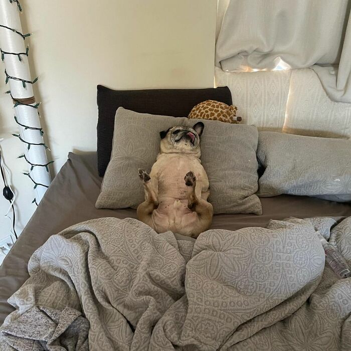 TikTok Video Of A Pug Being Way Too Lazy Goes Viral TikTok Video Of A Pug Being Way Too Lazy Goes Viral