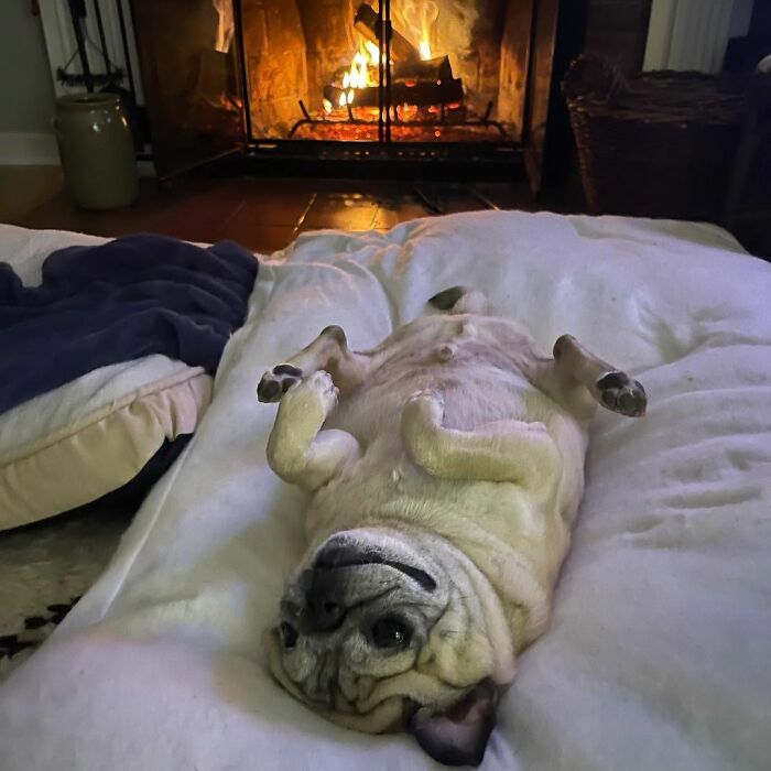 TikTok Video Of A Pug Being Way Too Lazy Goes Viral TikTok Video Of A Pug Being Way Too Lazy Goes Viral