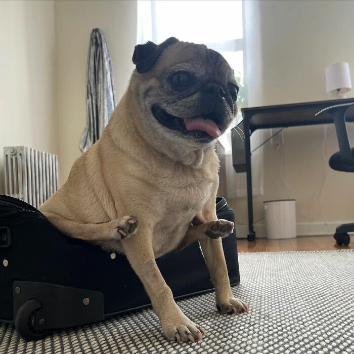 TikTok Video Of A Pug Being Way Too Lazy Goes Viral TikTok Video Of A Pug Being Way Too Lazy Goes Viral
