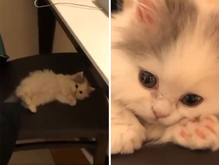 Smol + Kitten = Smitten