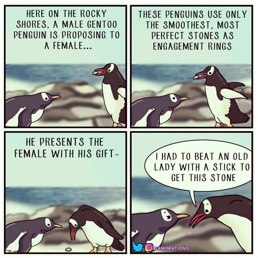 The Gentoo Penguins