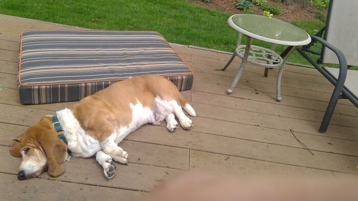 I Love My New Dog Bed, Really Mom.