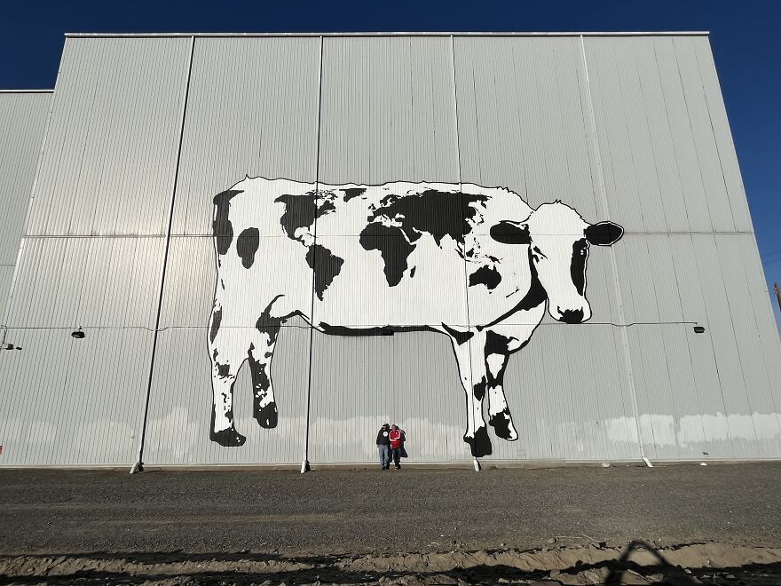 We Painted The Biggest Cow In The World We Painted The Biggest Cow In The World