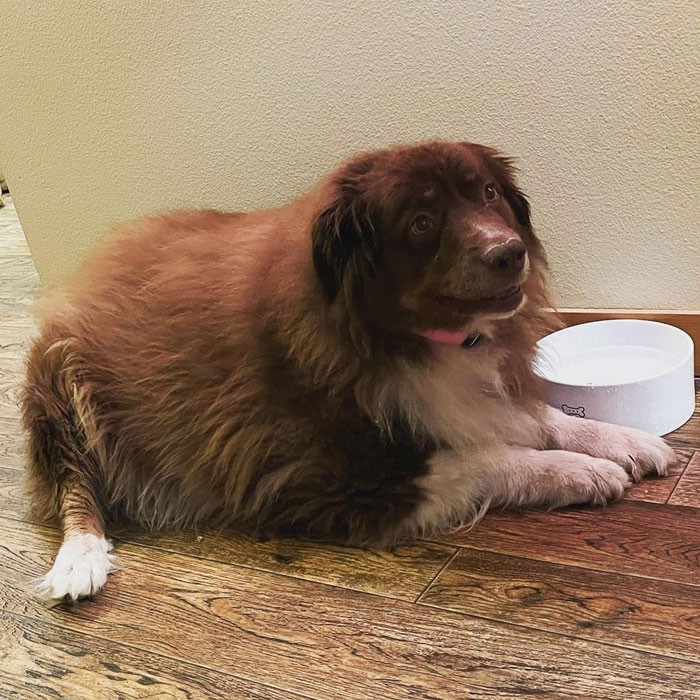 Dog That Was About To Be Put Down Gets Rescued And Adopted By A Couple That Drove For Hours To Get Him