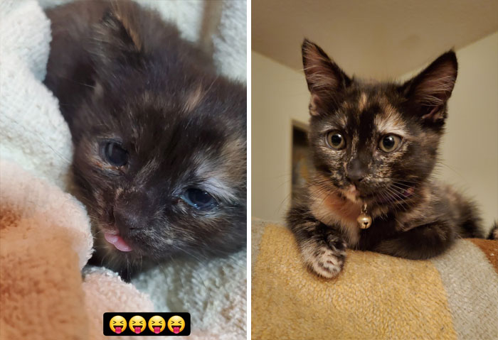 Her Stray Mother Dropped Korra Off On Our Porch To Save Her Life - From Crusty Baby To Pretty Tortie!