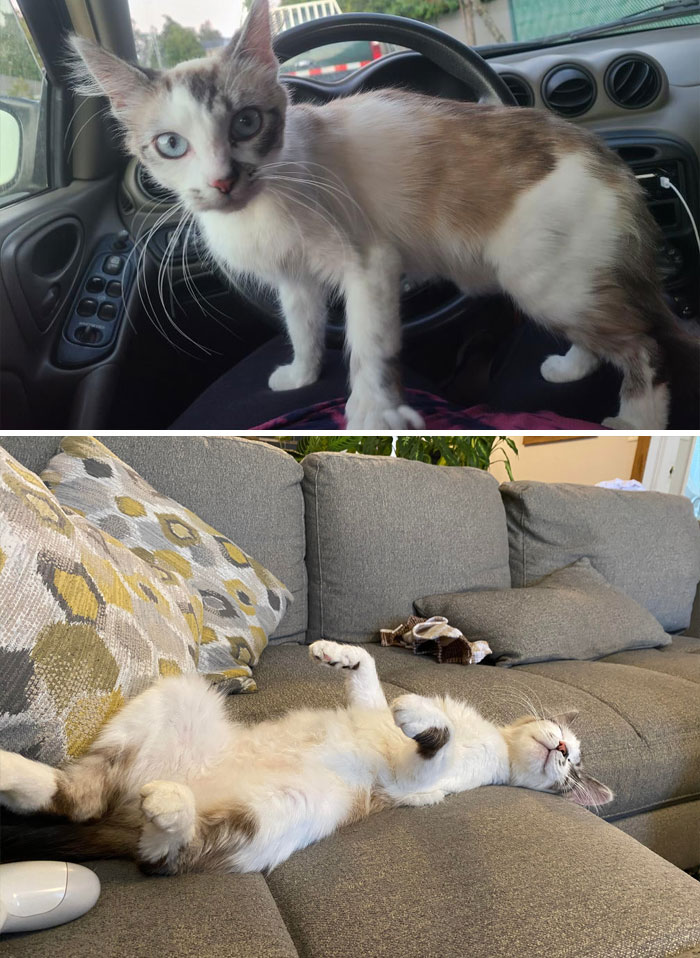First Pic Is The Day We Rescued Her From A Dumpster! 2nd Is A Month Later Enjoying Her New Life
