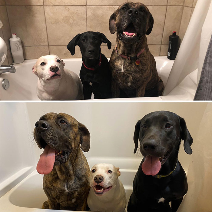 One Year Transformation Of The Doggie Bathtub Pic